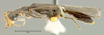 Media type: image;   Entomology 24169 Aspect: habitus lateral view